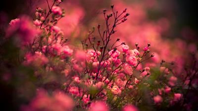 Prunus